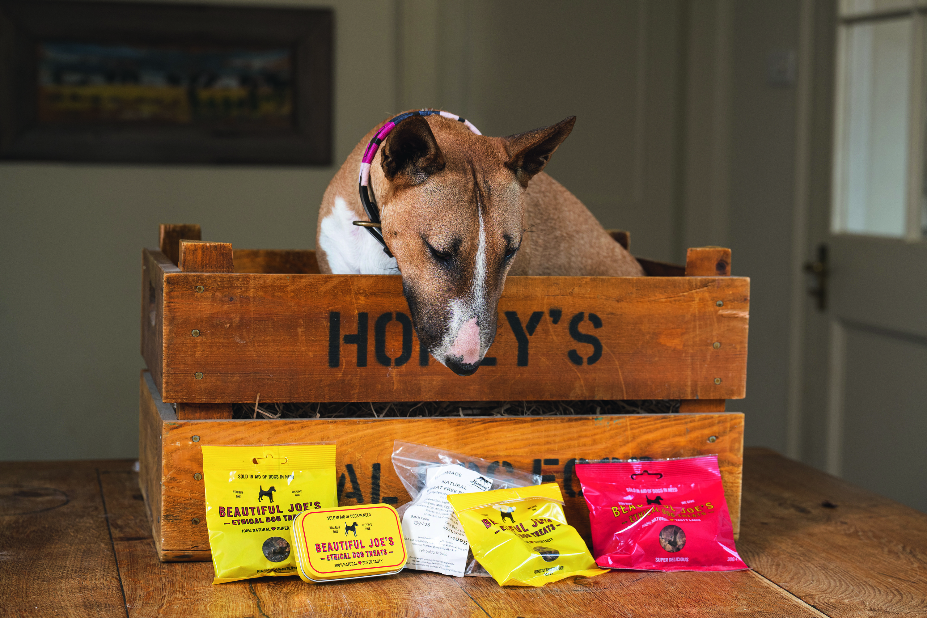 Peggy in a box surrounded by dog treats, which she does not deserve, because she is very naughty