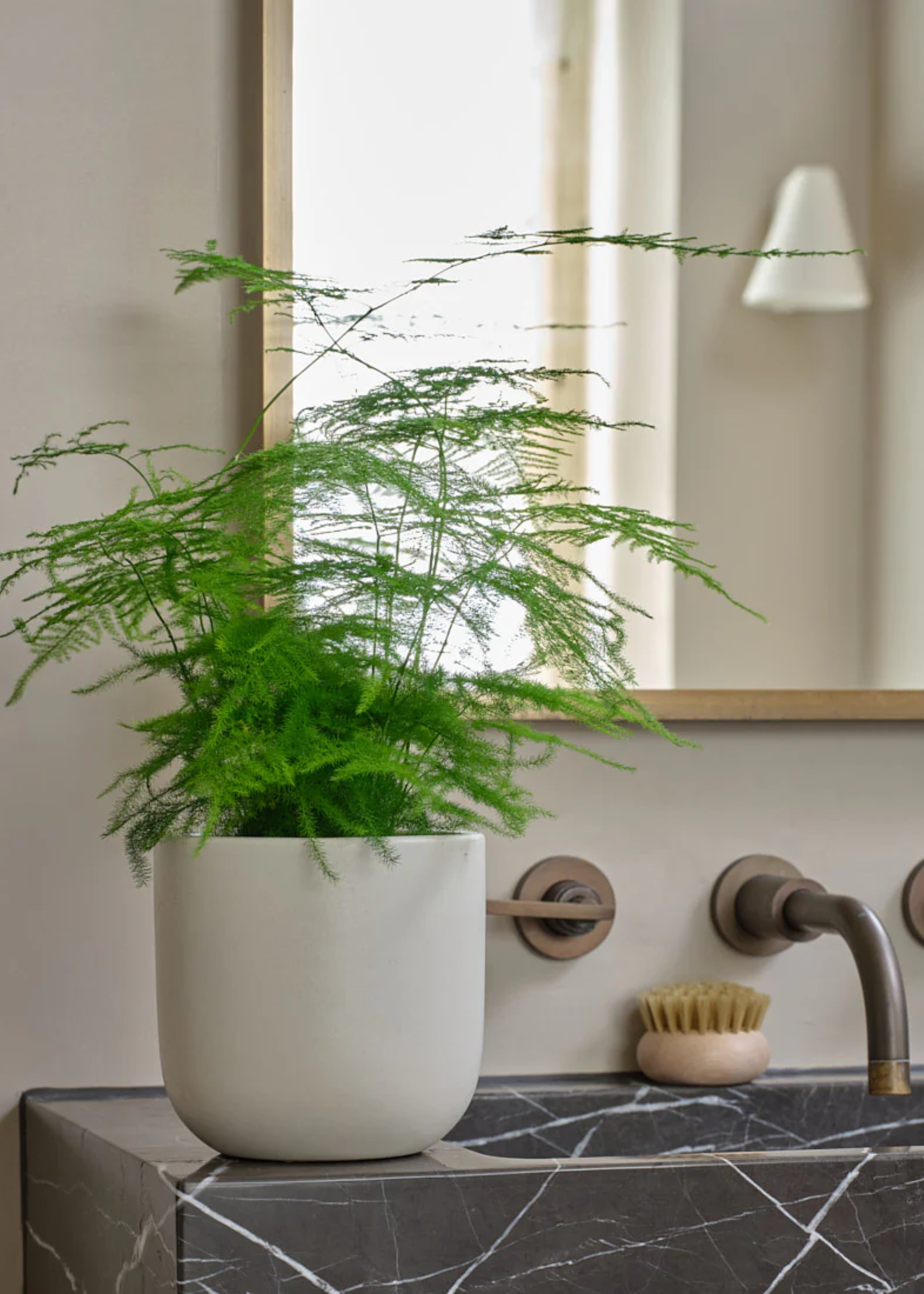 A potted asparagus fern on a stone sink by a round brush under a mirror in a bathroom