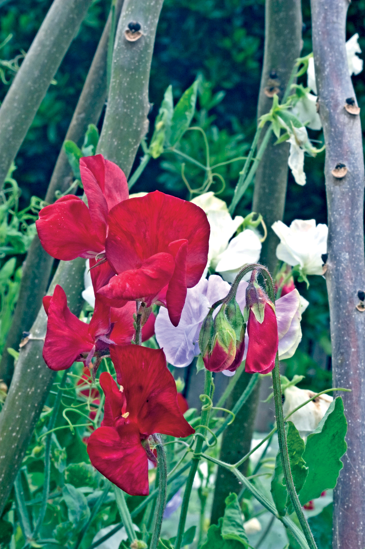 How to grow sweet peas sow them now for great results GardeningEtc