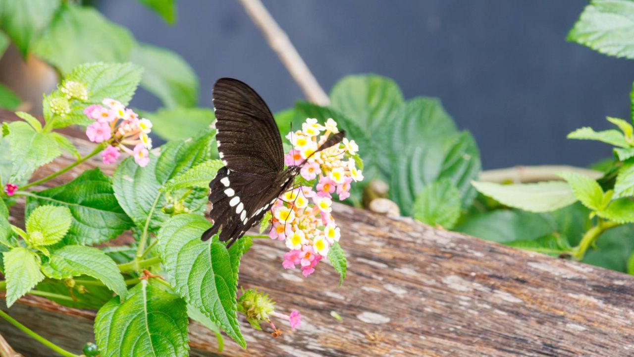 Black and white butterfly sits on small pink flowers