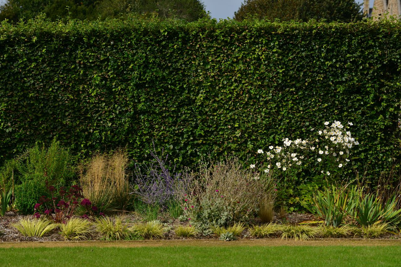 A garden with a lawn, a small flower border, and a tall green hedge 