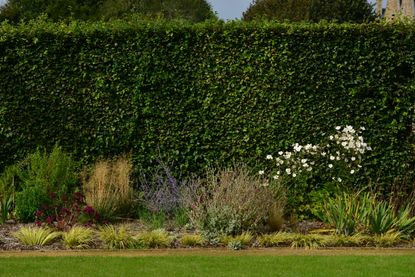 A garden with a lawn, a small flower border, and a tall green hedge 