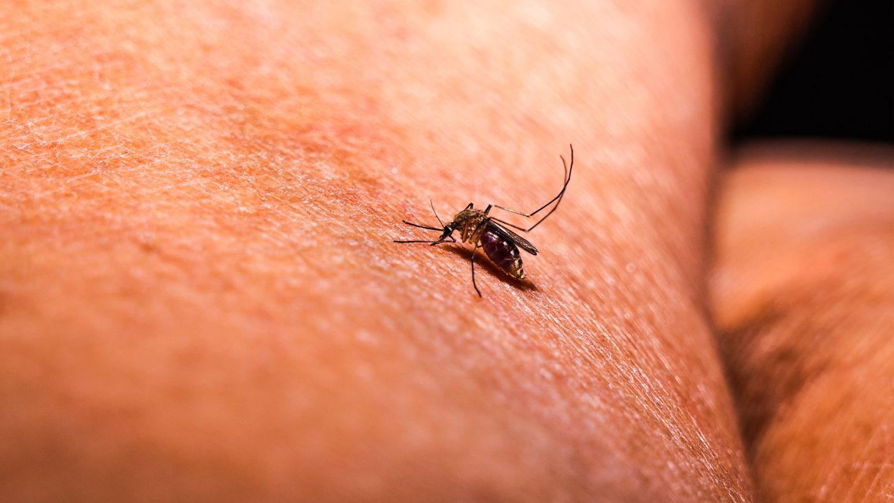 A female Anopheles mosquito.