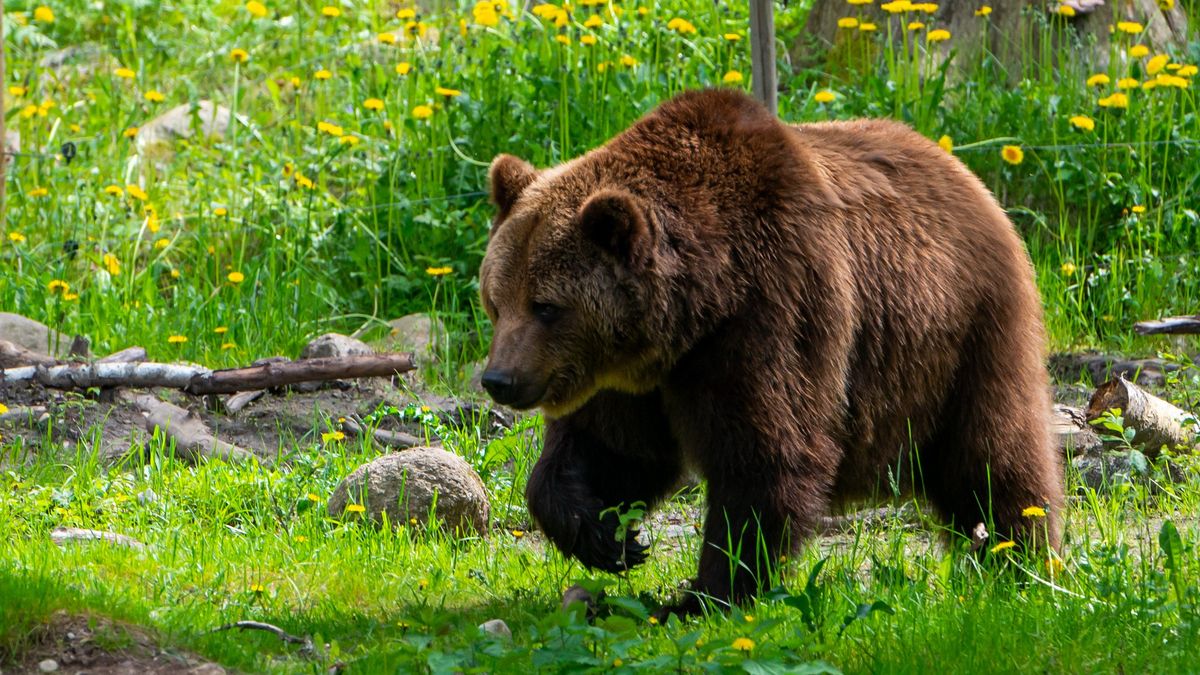 Driver fined almost $600 after chasing bear and sharing video on ...