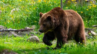 Brown bear in field in Latvia