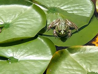 A longer lens is almost essential if you are going to try to get pictures of wildlife