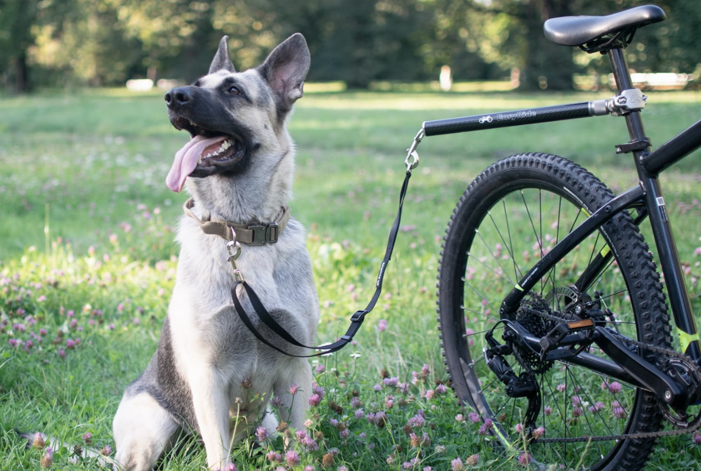 German shepherd with leash to run with bike