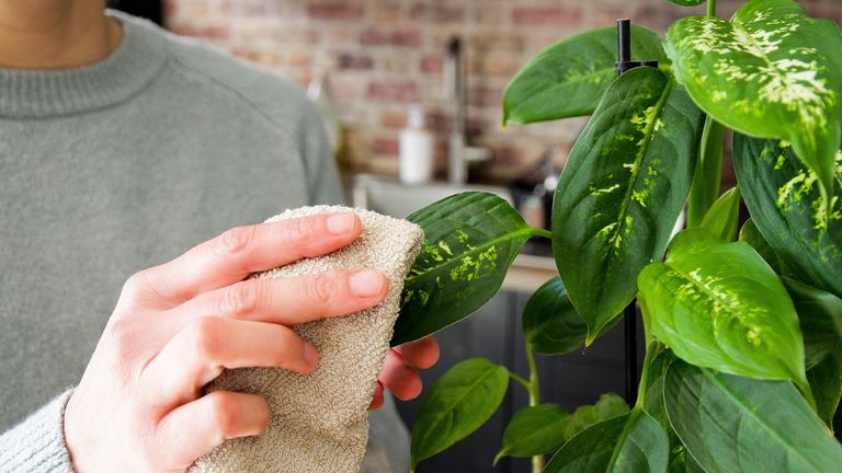 Mistakes everyone makes with house plants