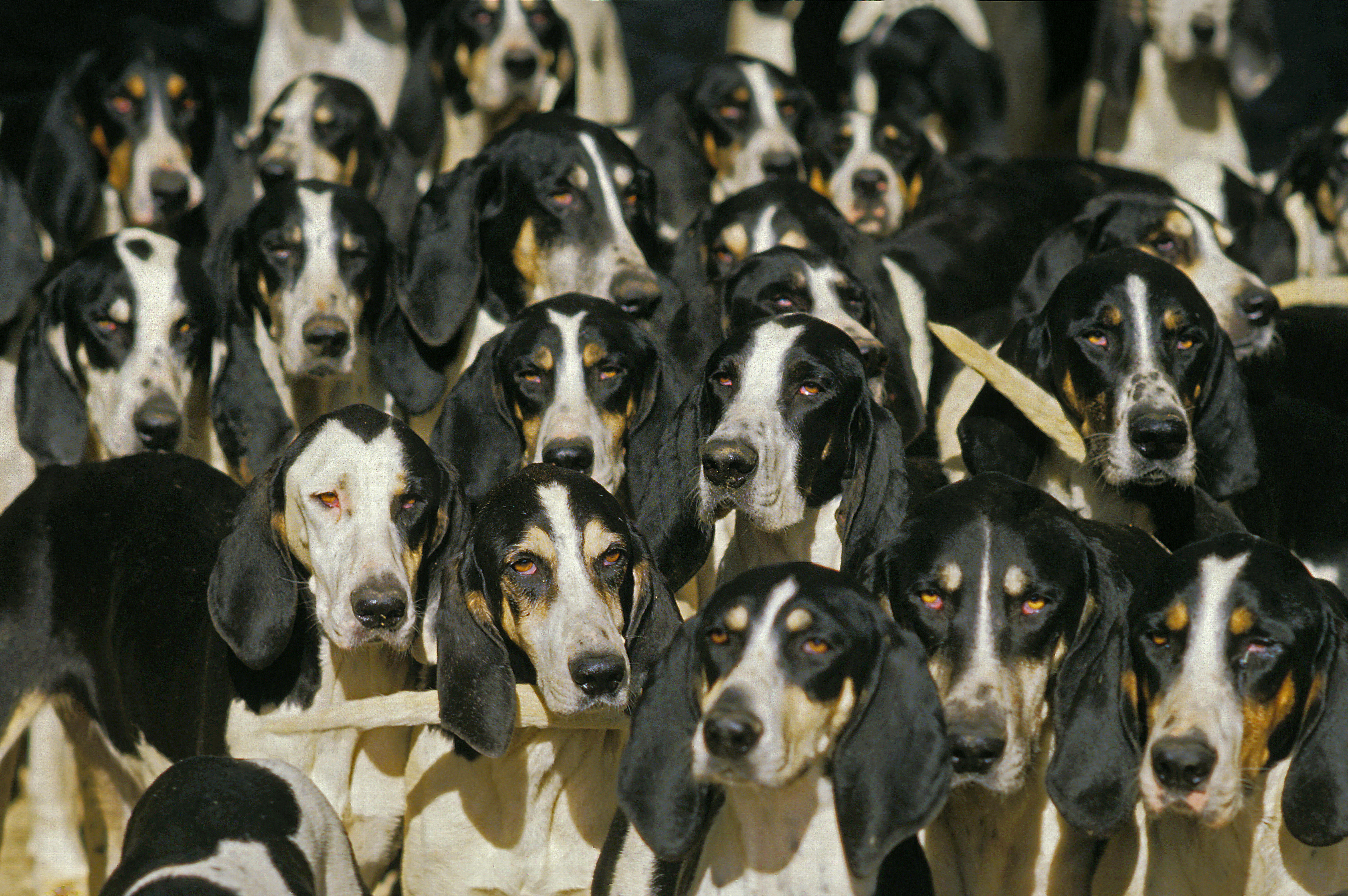 A large pack of Grand Anglo-Fran&amp;ccedil;ais Blanc et Noir hounds gathered closely together outdoors, their black-and-white coats and long ears characteristic of French scent hounds.