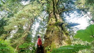 Sitka Conservation Society’s Andrew Thoms pictured with Alaska’s largest Sitka spruce.