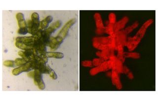 Moss plants impaired in cell growth and shape. The plant (left) and the fluorescent image (right) showing chlorophyll autofluorescence (the natural emission of light by the structure). 