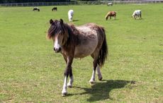 redwingshorsesanctuary_49851033963-1.jpg