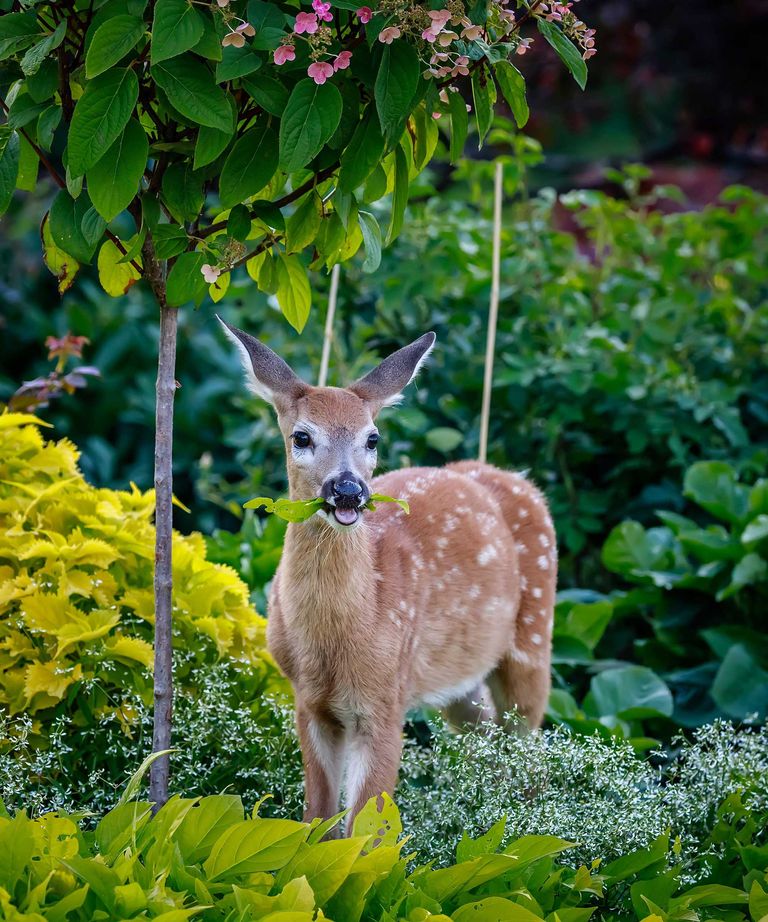 Deer resistant plants 20 shrubs and flowers that deer hate Homes