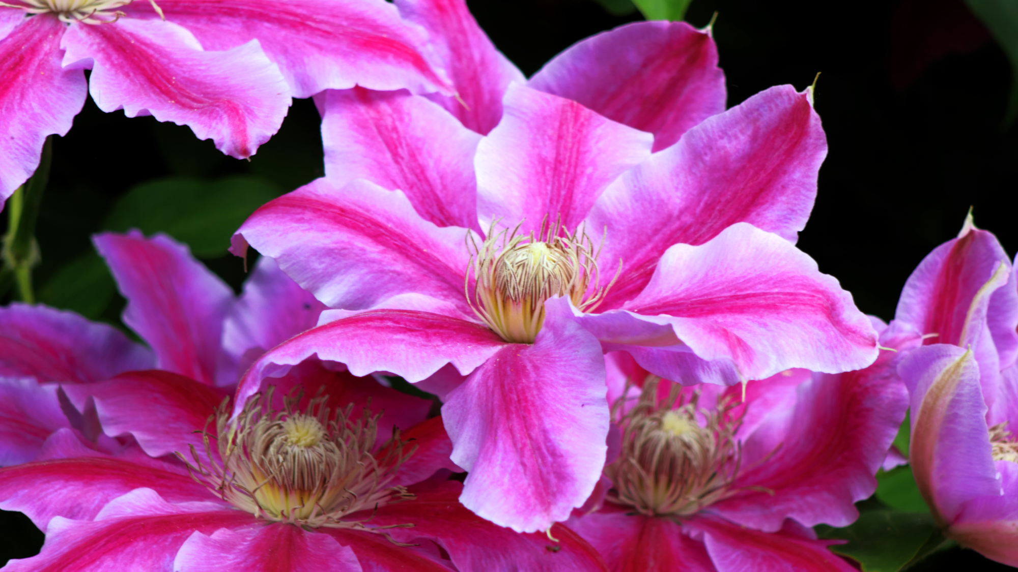 Bright pink clematis flowers