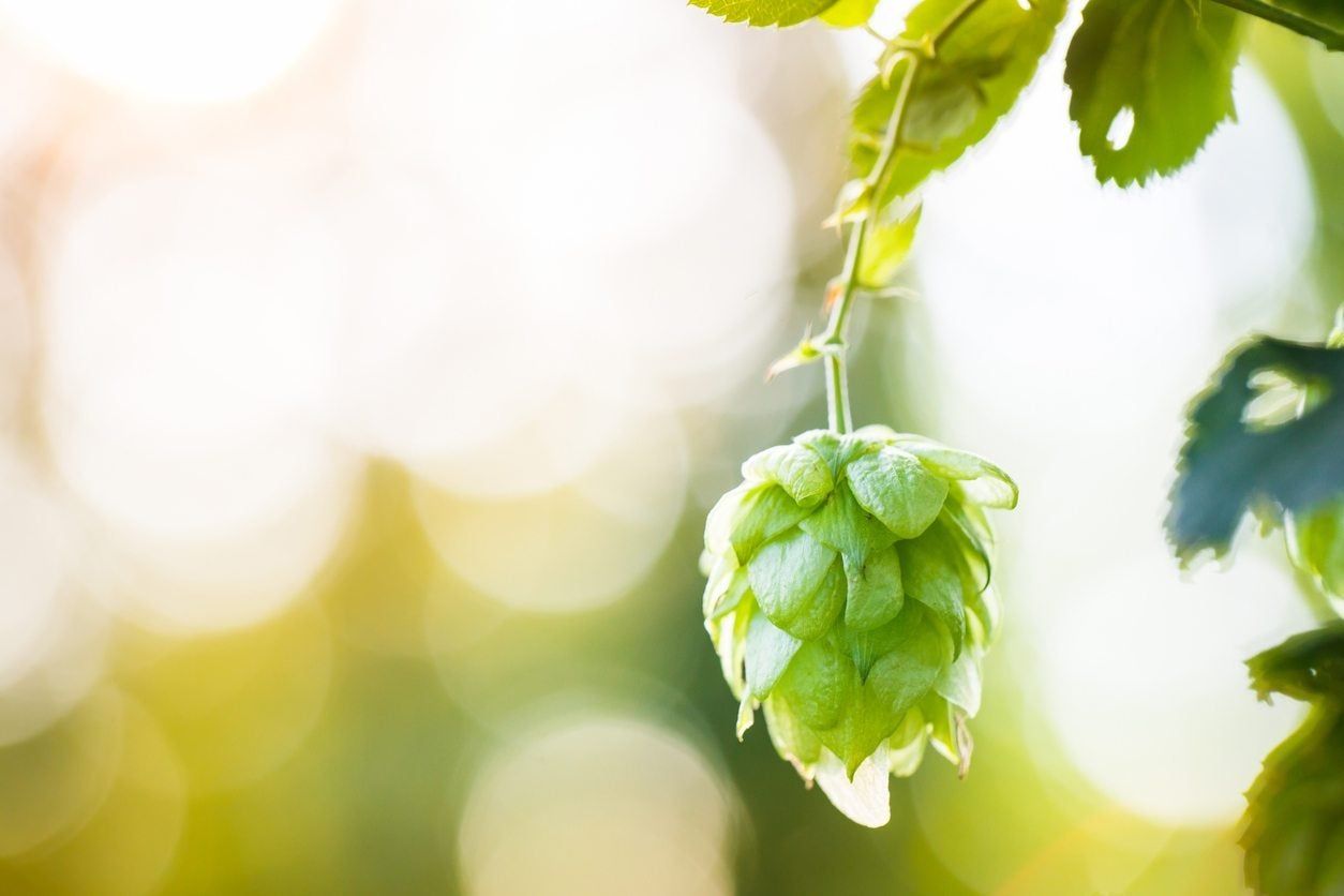 Hops Plant