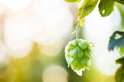 Hops Plant