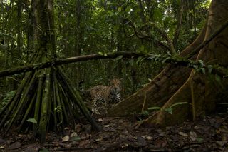 A jaguar in the Brazilian Pantanal, a region that extends into Paraguay and Bolivia.