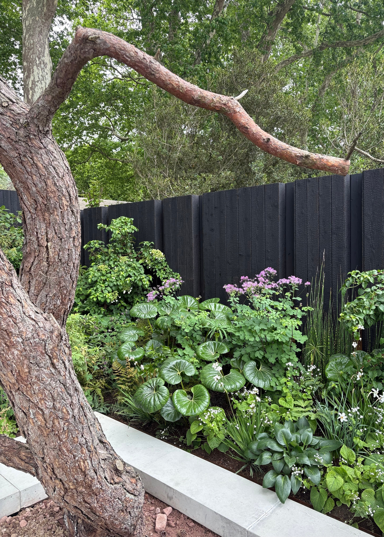 A layered planting corner at the Chelsea Flower Show 2026
