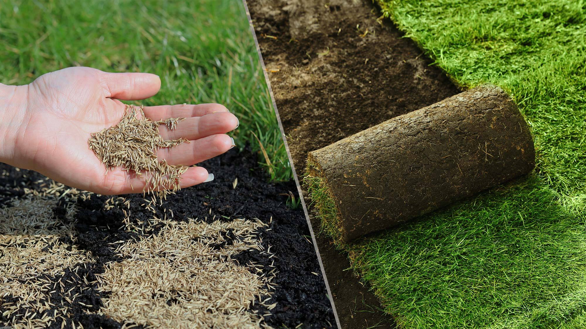 Grass seed vs sod — what’s best for your lawn? Tom's Guide