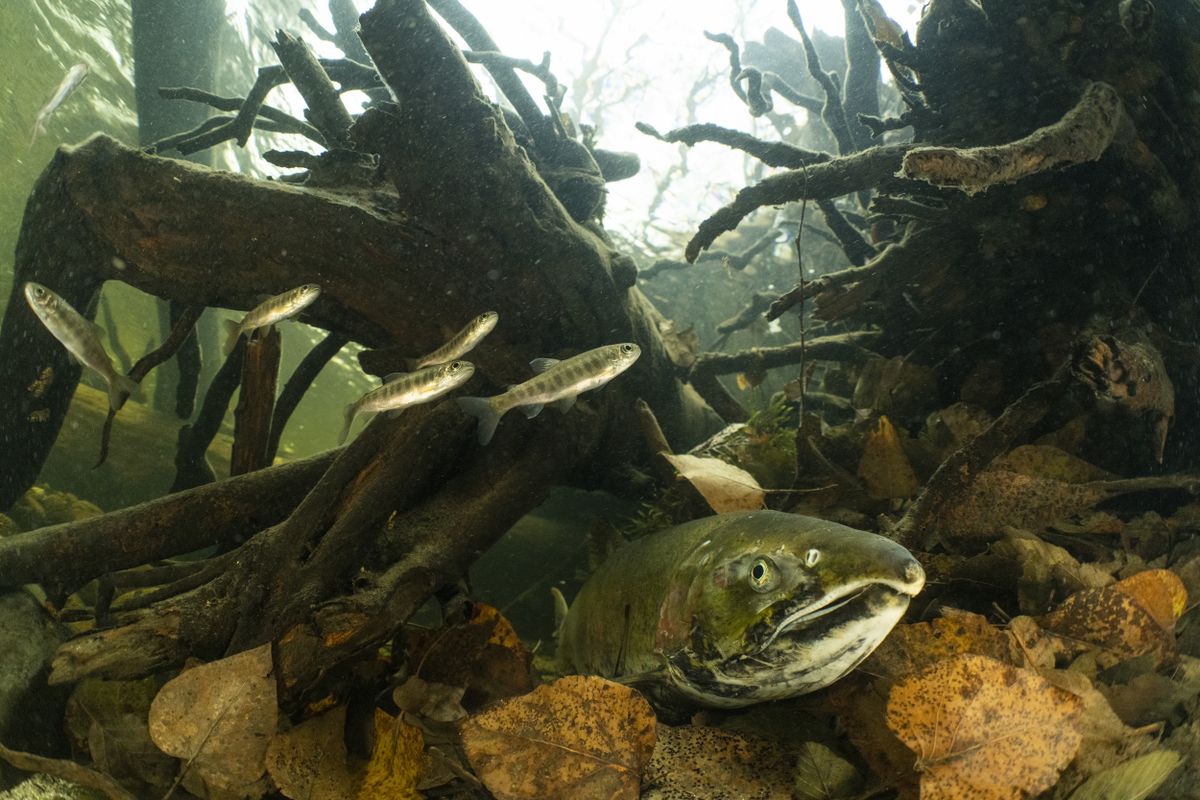 A winning image from the Environmental Photography Awards