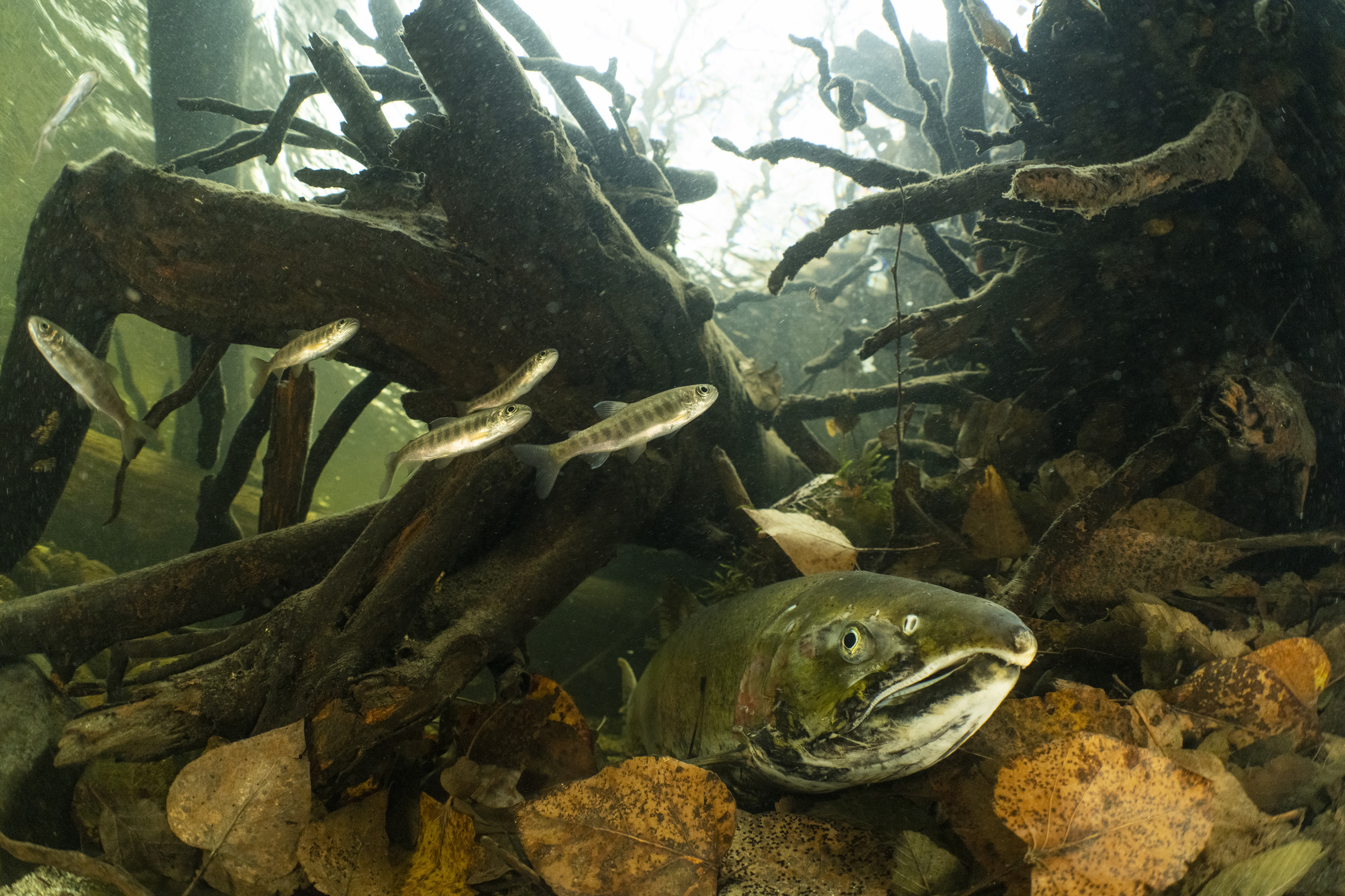 A winning image from the Environmental Photography Awards