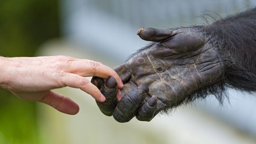 a photo of a human and chimpanzee holding hands