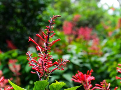 Red Firespike Plant
