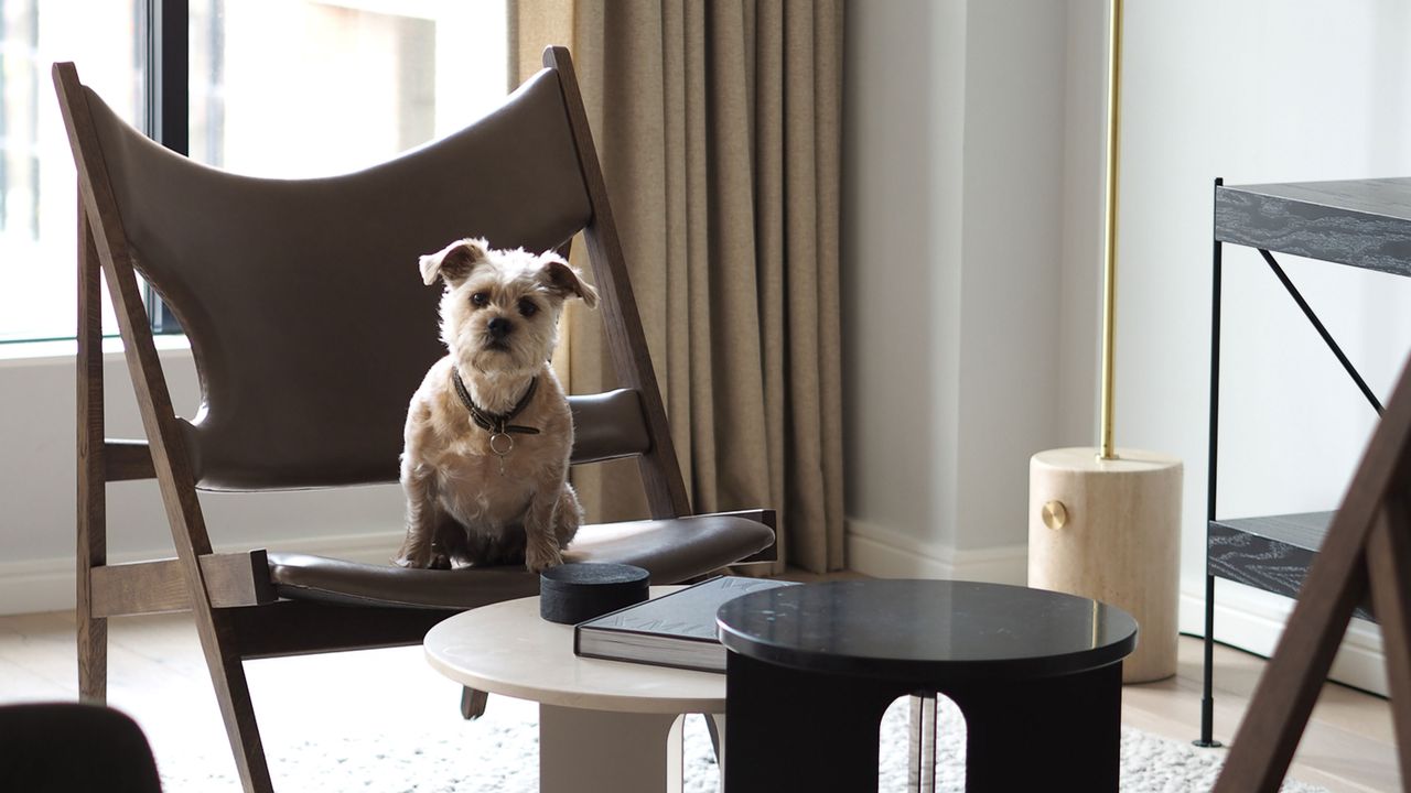 a dog sat on a designer chair