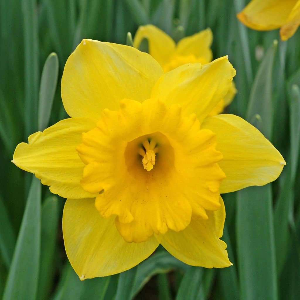 50 Yellow Daffodil Bulbs for Planting - Dutch Master Value Bag - Plant in Gardens, Borders &amp;amp; Flowerbeds - Bulb Size 10/12 Cm - Easy to Grow Fall Flowers Bulbs by Willard &amp;amp; May