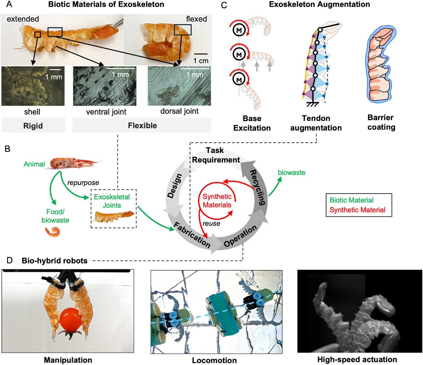 Robots fashioned from dead lobster exoskeletons