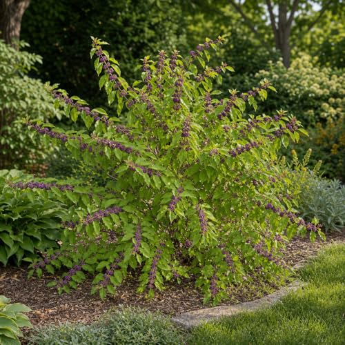 American Beautyberry | 3 Live Plants | Callicarpa Americana | Drought-Tolerant, Vibrant Purple Berries, Attracts Birds &amp;amp; Butterflies | Easy to Grow