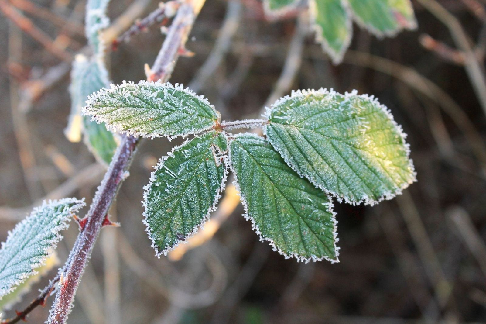 Winterizing Blackberries Blackberry Bush Winter Care In The Garden Gardening Know How