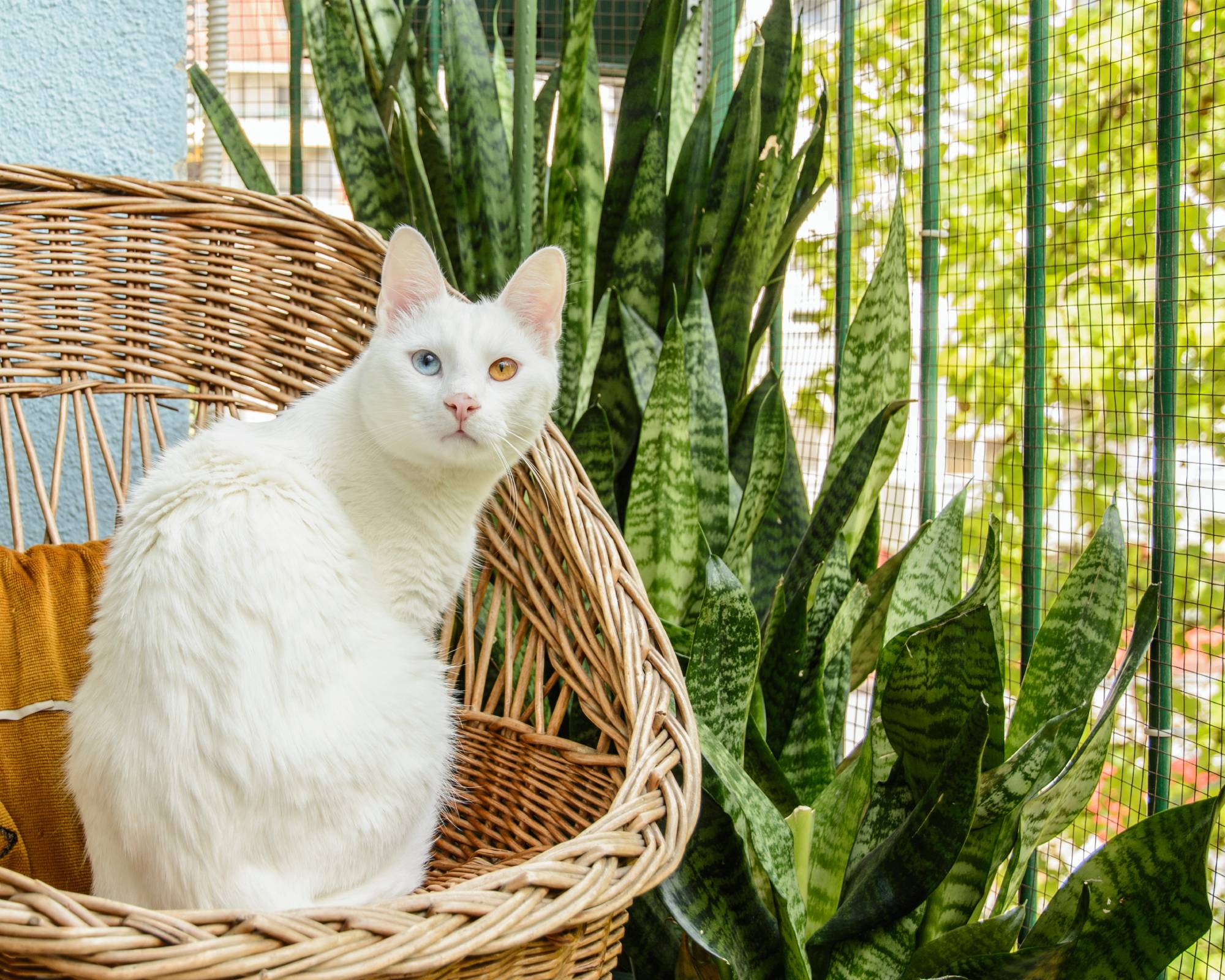 White cat on wicker chair next to snake plants on patio