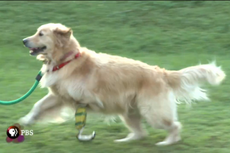 bionic pets