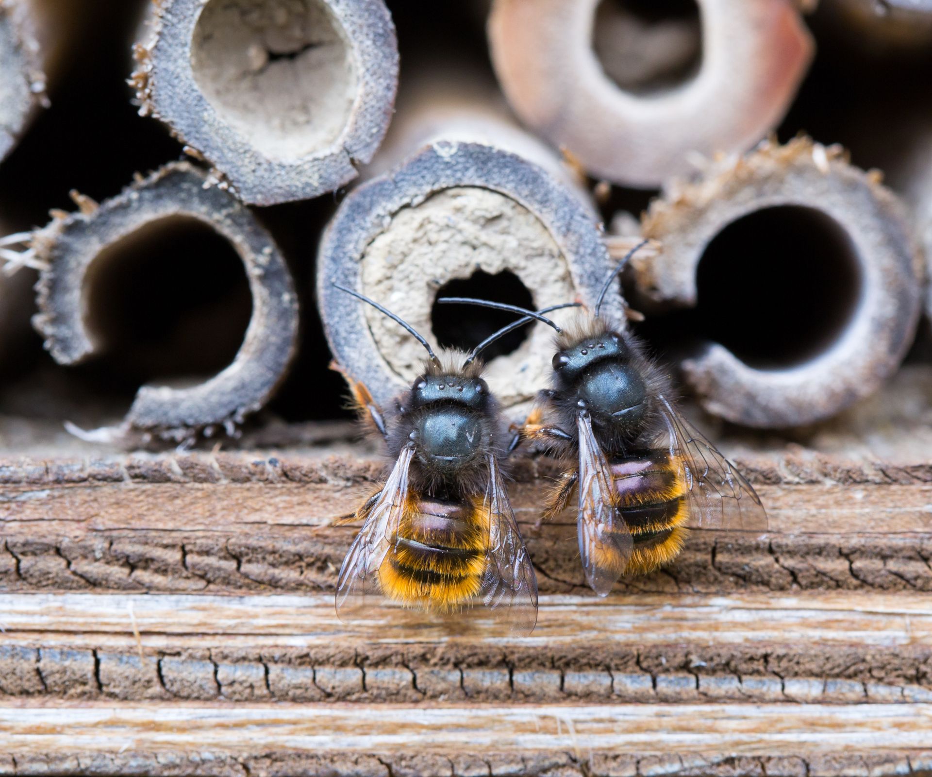 a pair of wild bees on a nesting site