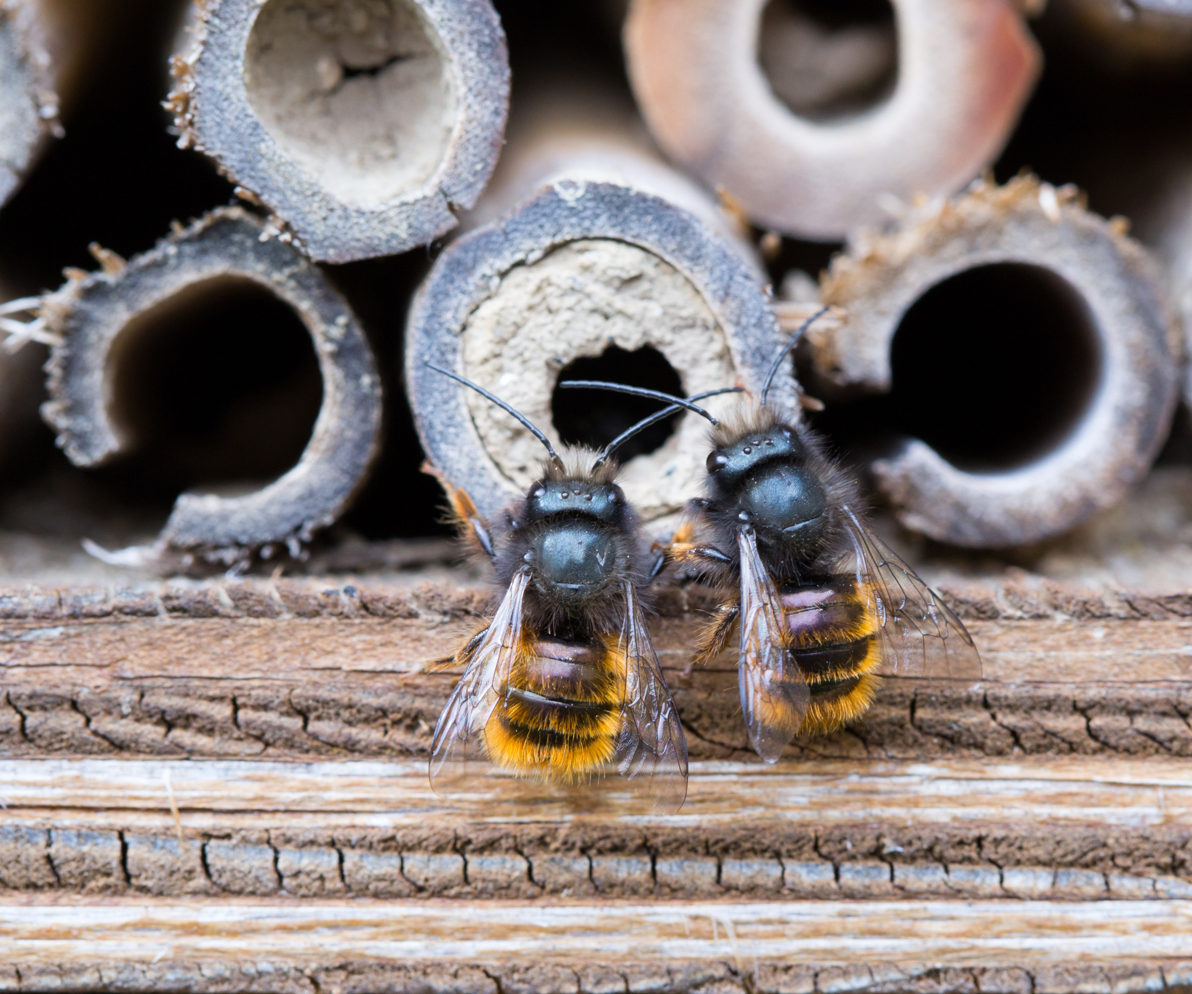 a pair of wild bees on a nesting site