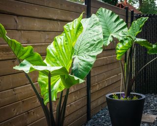 elephant ears planted in containers