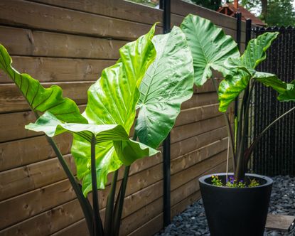 How to plant elephant ear bulbs