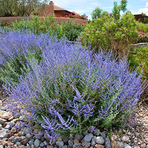 Clovers Garden Russian Sage Plants &amp;ndash; Two (2) Live Plants &amp;ndash; Non-Gmo - Not Seeds - Each 4" to 8" Tall &amp;ndash; in 4" Inch Pots &amp;ndash; Hardy Flowering Perennial, Pollinator Favorite