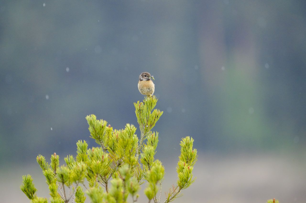 Wild birds in the natural habitat of a common in the UK