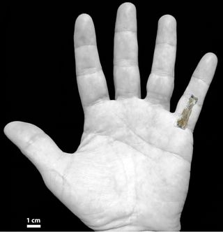 The OH 86 hominin phalanx overlaid on a modern human hand. 