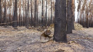 A koala sitting on the ground surrounded by burnt trees after a brushfire in Australia