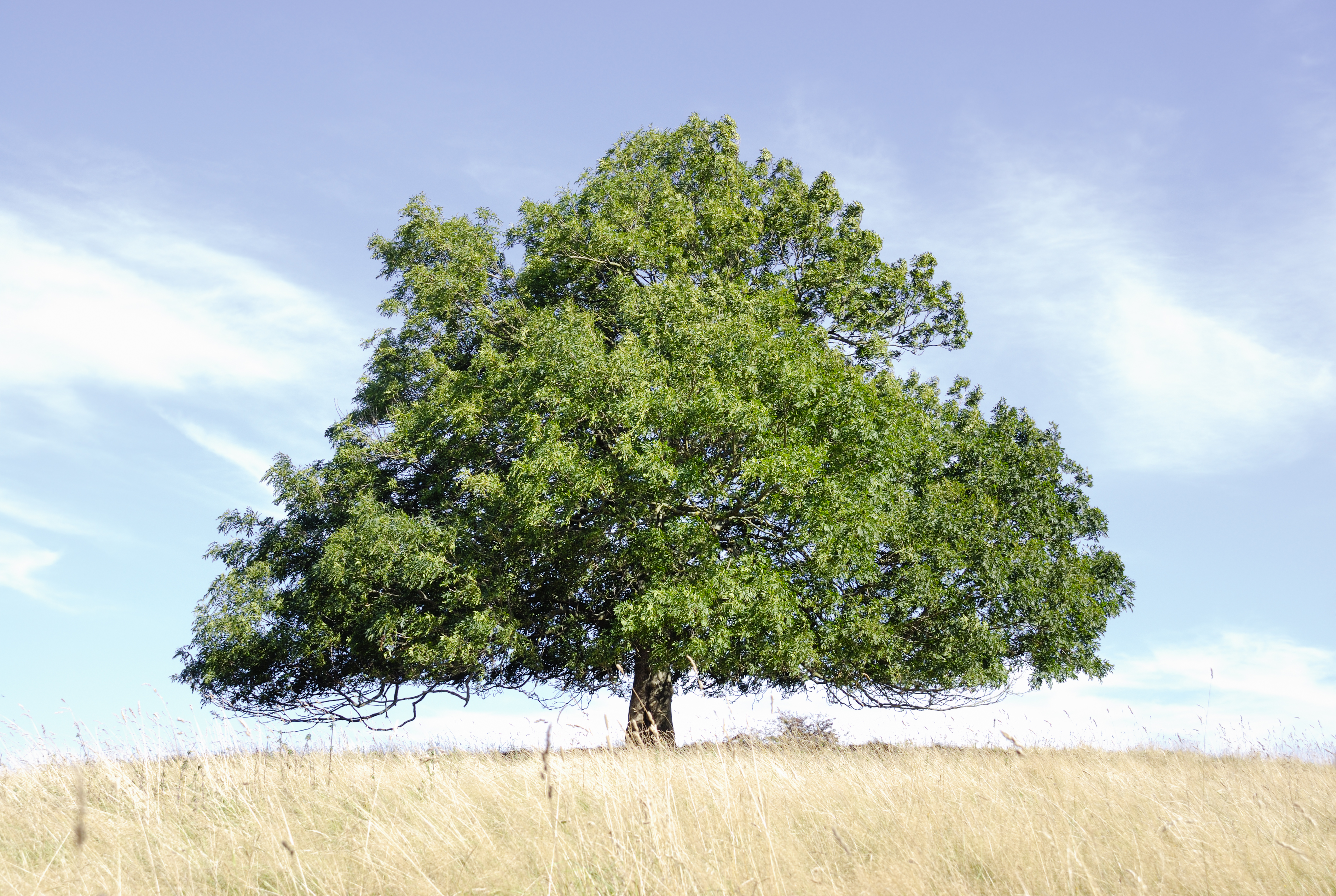 Lone ash tree in a dry, grassy field