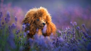 Poodle in field of purple flowers