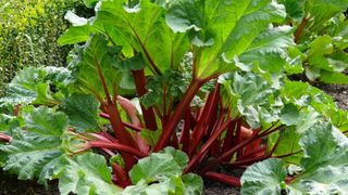 Rhubarb plant