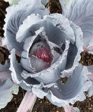 Red Drumhead cabbage ripe and ready for harvesting
