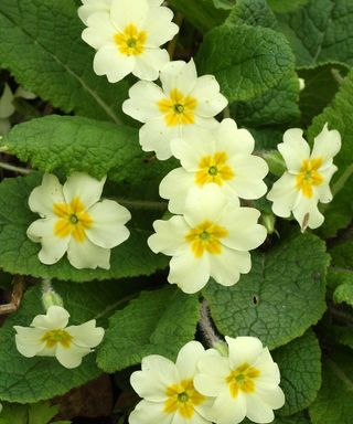 Primula vulgaris)