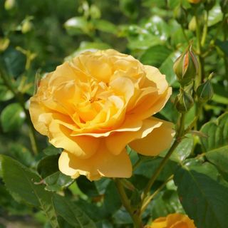 YELLOW CLIMBING ROSE Rosa Bush Vine Climber 