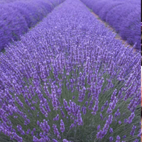 Lavender 'Munstead'| from £7.99 at Crocus