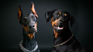 European vs American Doberman